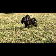 Cocker Spaniel (Working &amp; Show) - Dogs