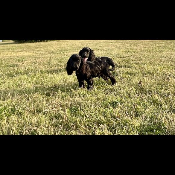 Cocker Spaniel (Working &amp; Show) - Dogs