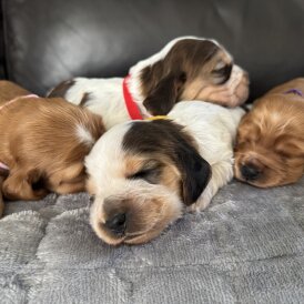 Cocker Spaniel (Working &amp; Show) - Both