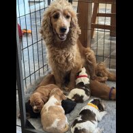 Cocker Spaniel (Working &amp; Show) - Both