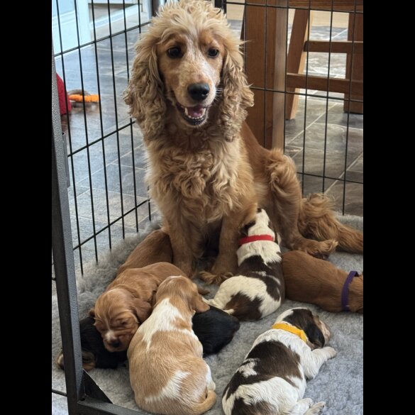 Cocker Spaniel (Working &amp; Show) - Both