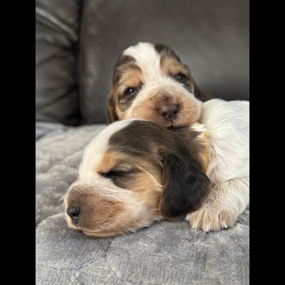 Cocker Spaniel (Working &amp; Show) - Both