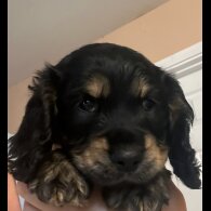 Cocker Spaniel (Working &amp; Show) - Both