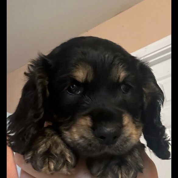 Cocker Spaniel (Working &amp; Show) - Both
