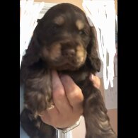 Cocker Spaniel (Working &amp; Show) - Both