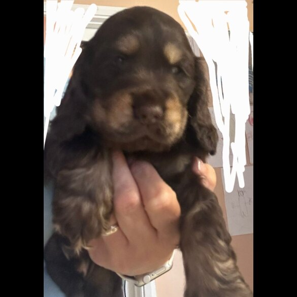 Cocker Spaniel (Working &amp; Show) - Both