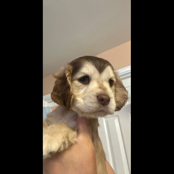 Cocker Spaniel (Working &amp; Show) - Both