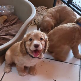 Cocker Spaniel (Working &amp; Show) - Both