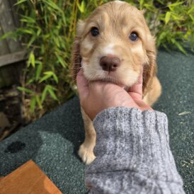 Cocker Spaniel (Working &amp; Show) - Both