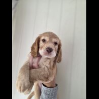 Cocker Spaniel (Working &amp; Show) - Both