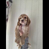 Cocker Spaniel (Working &amp; Show) - Both