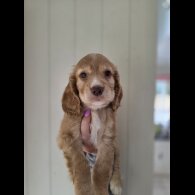 Cocker Spaniel (Working &amp; Show) - Both