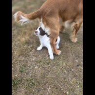 Cocker Spaniel (Working &amp; Show) - Both