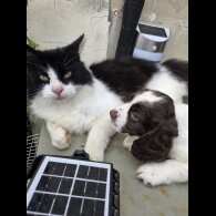 Cocker Spaniel (Working &amp; Show) - Both