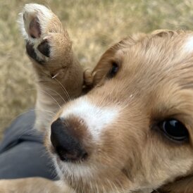 Cocker Spaniel (Working &amp; Show) - Both