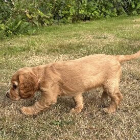 Cocker Spaniel (Working &amp; Show) - Both