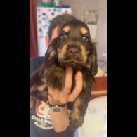 Cocker Spaniel (Working &amp; Show) - Both