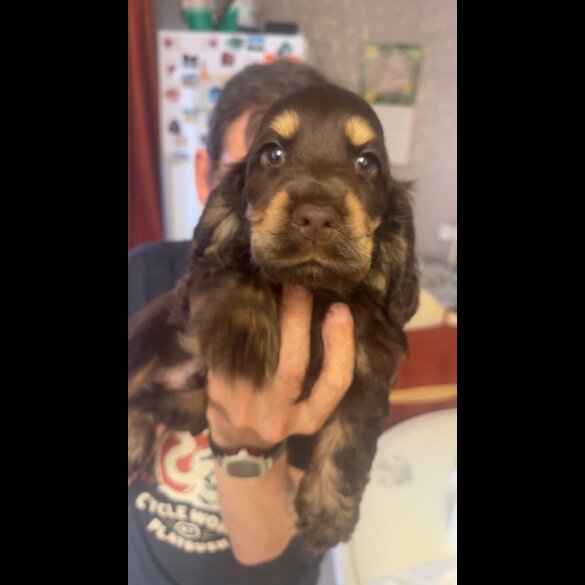 Cocker Spaniel (Working &amp; Show) - Both