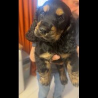 Cocker Spaniel (Working &amp; Show) - Both