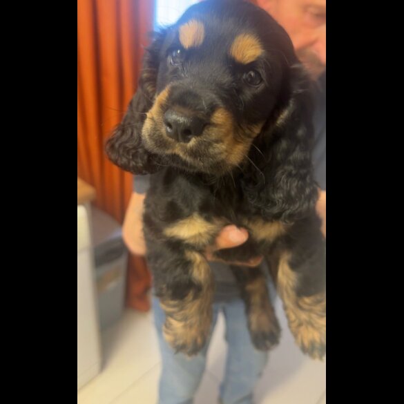 Cocker Spaniel (Working &amp; Show) - Both