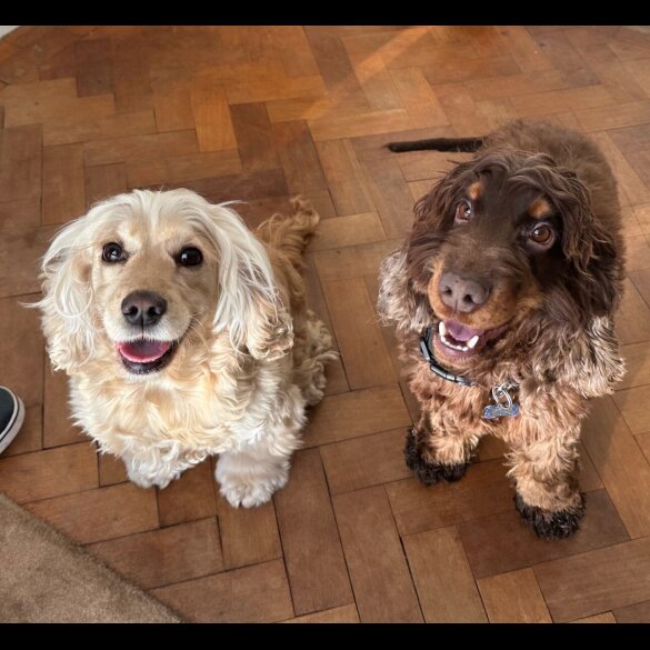 Cocker Spaniel (Working &amp; Show) - Both