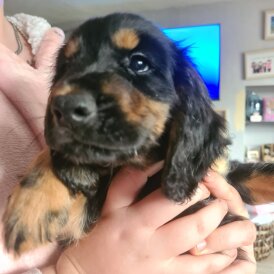 Cocker Spaniel (Working &amp; Show) - Both