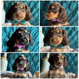 Cocker Spaniel (Working &amp; Show) - Both