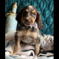 Cocker Spaniel (Working &amp; Show) - Both