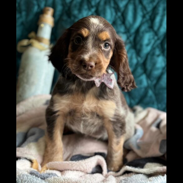 Cocker Spaniel (Working &amp; Show) - Both