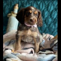 Cocker Spaniel (Working &amp; Show) - Both