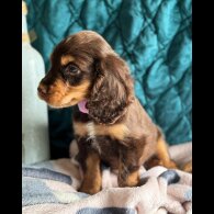 Cocker Spaniel (Working &amp; Show) - Both
