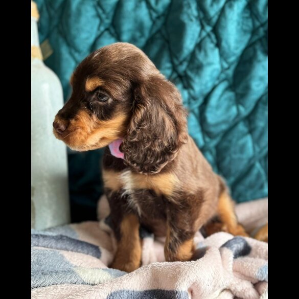 Cocker Spaniel (Working &amp; Show) - Both