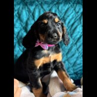 Cocker Spaniel (Working &amp; Show) - Both
