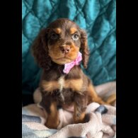 Cocker Spaniel (Working &amp; Show) - Both