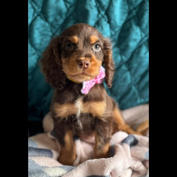 Cocker Spaniel (Working &amp; Show) - Both