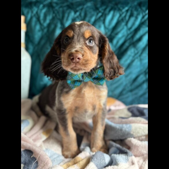 Cocker Spaniel (Working &amp; Show) - Both