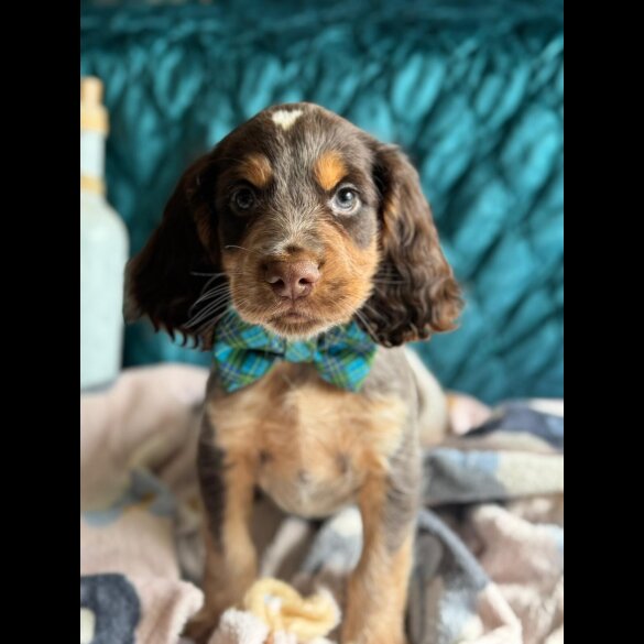 Cocker Spaniel (Working &amp; Show) - Both
