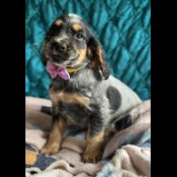 Cocker Spaniel (Working &amp; Show) - Both