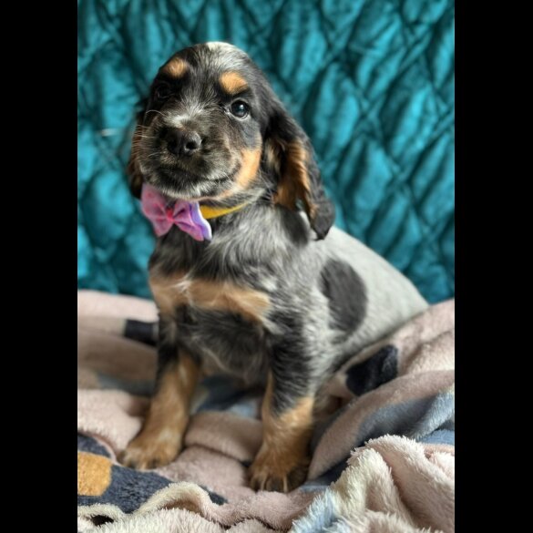 Cocker Spaniel (Working &amp; Show) - Both