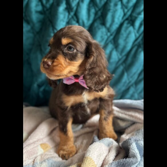 Cocker Spaniel (Working &amp; Show) - Both