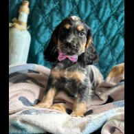 Cocker Spaniel (Working &amp; Show) - Both