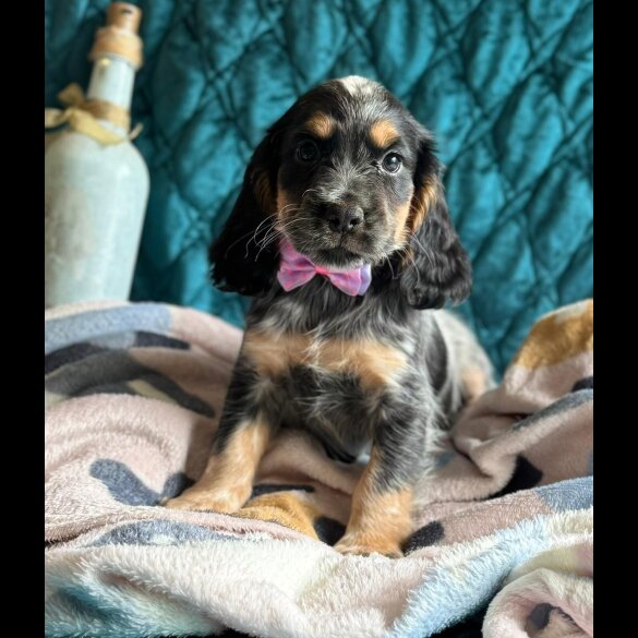 Cocker Spaniel (Working &amp; Show) - Both