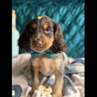 Cocker Spaniel (Working &amp; Show) - Both