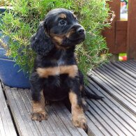 Cocker Spaniel (Working &amp; Show) - Both