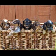 Cocker Spaniel (Working &amp; Show) - Both