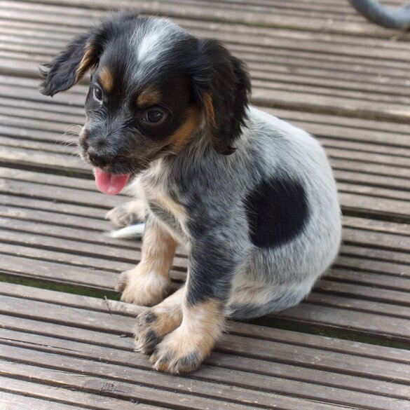 Cocker Spaniel (Working &amp; Show) - Both