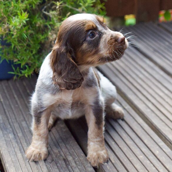 Cocker Spaniel (Working &amp; Show) - Both
