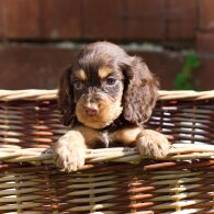 Cocker Spaniel (Working &amp; Show) - Both