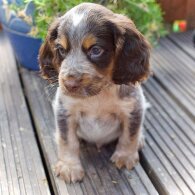 Cocker Spaniel (Working &amp; Show) - Both