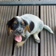 Cocker Spaniel (Working &amp; Show) - Both